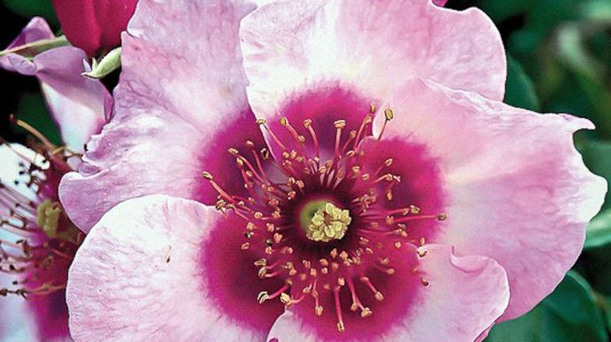 Grand Prix – 5è édition : Rosa PEACE & LOVE® ‘Chewsunsign’. Obtenteur : Chris Warner. ©SNHF